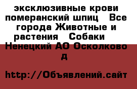 эксклюзивные крови-померанский шпиц - Все города Животные и растения » Собаки   . Ненецкий АО,Осколково д.